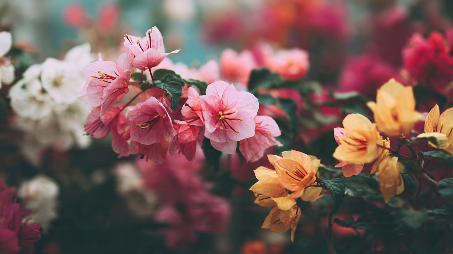 11 Low Maintenance Flowers That Thrive Even If You Forget Them