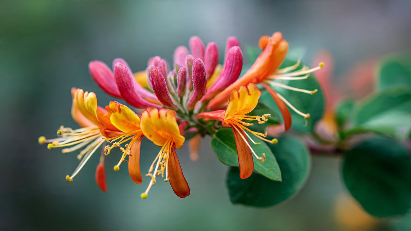 5 Best Native Honeysuckles to Attract Pollinators and Birds to Your Garden