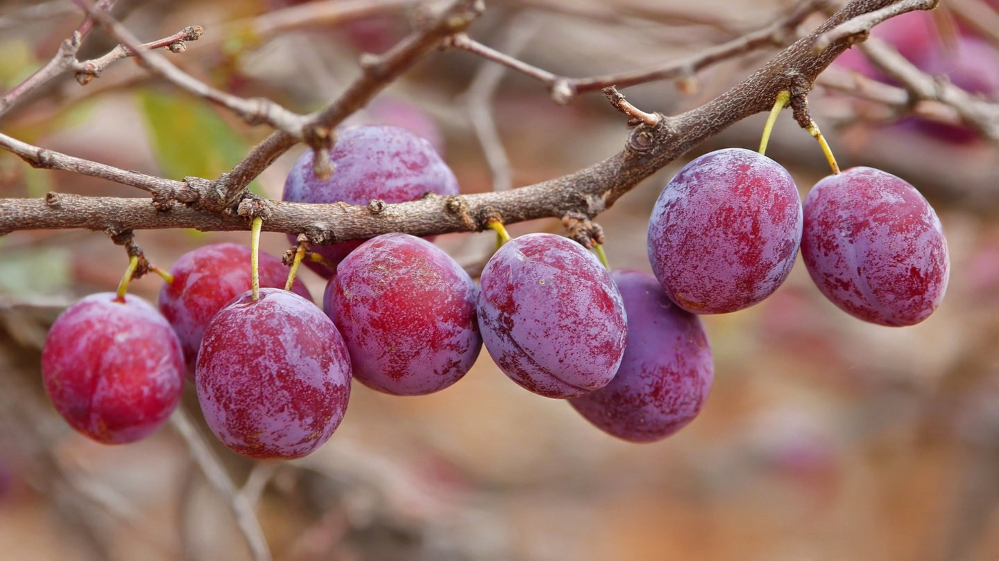 7 Fruit Trees and Vines You Should Prune in January