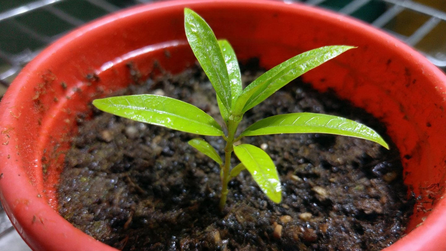 7 Quick Indoor Mango Seed Germination Tricks for Fast Results