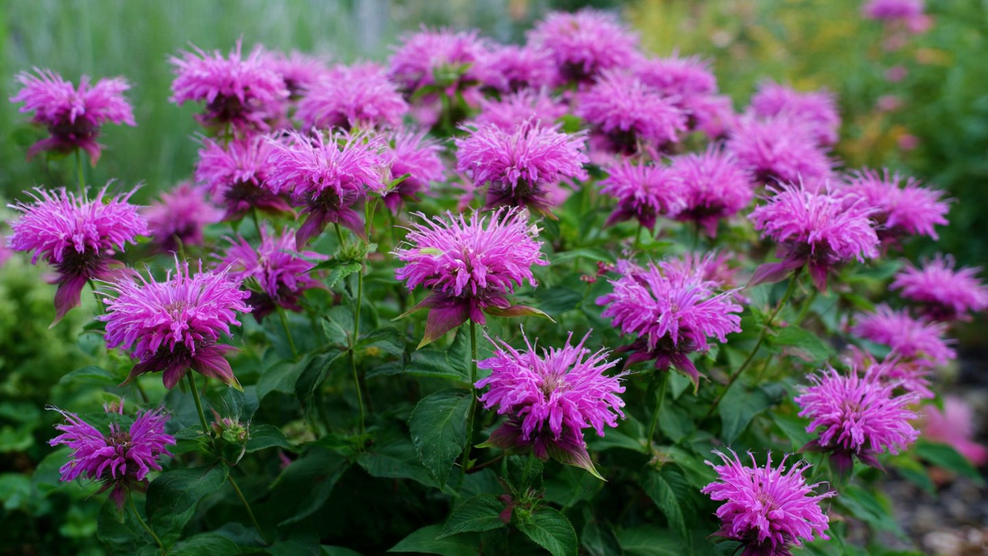 9 Proven Gardening Tips for Growing Full and Bushy Bee Balm That Blooms All Season