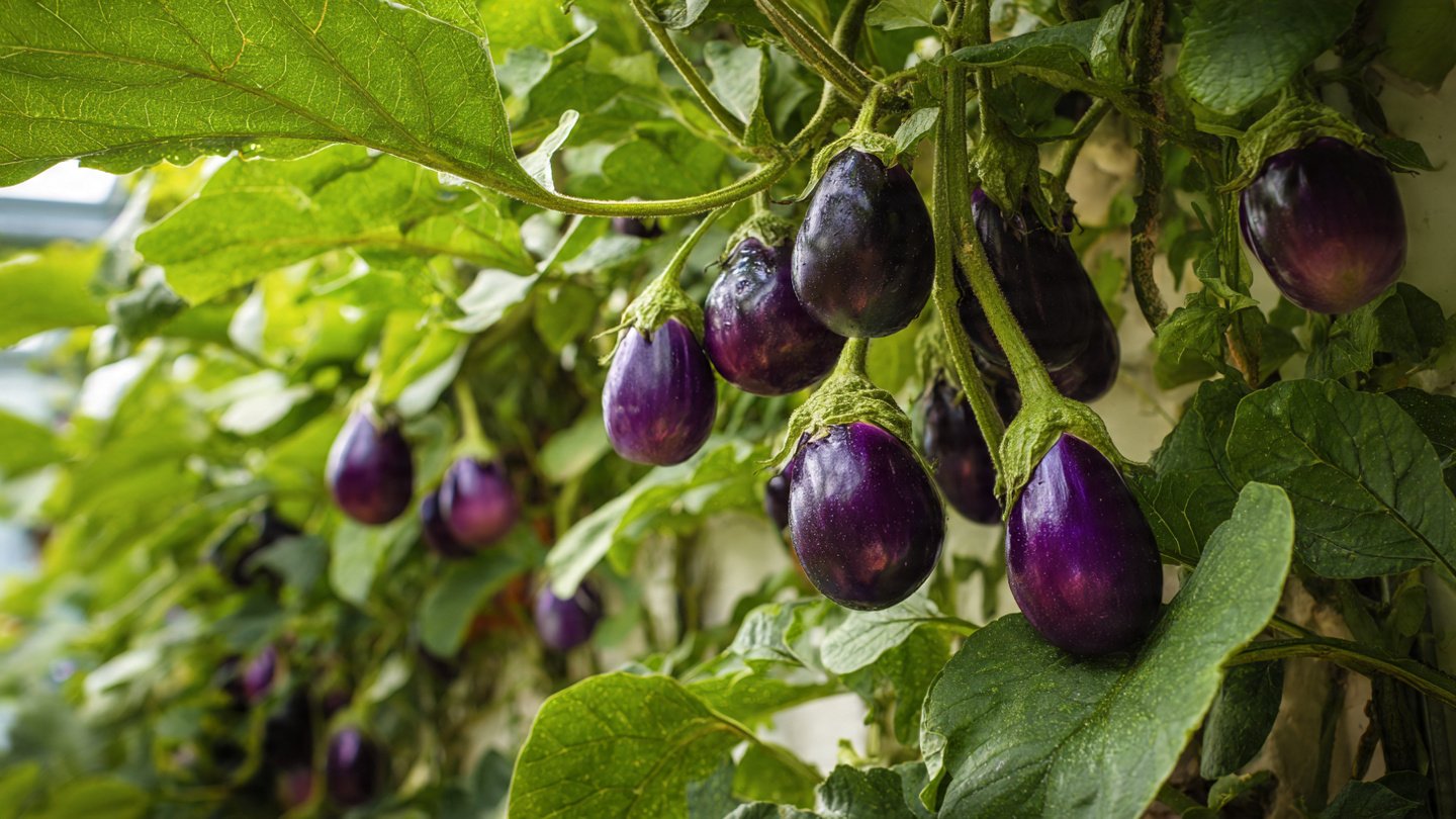 A Beautiful Balcony Method for Year-Round Eggplants
