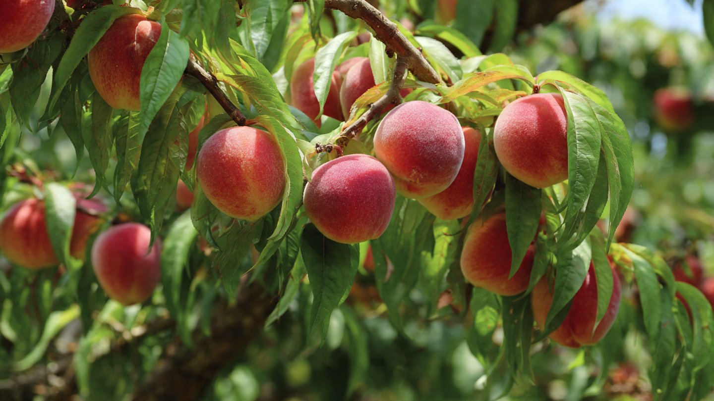 A Complete Guide to Growing Your Backyard Peach Tree for Optimal Fruit Production