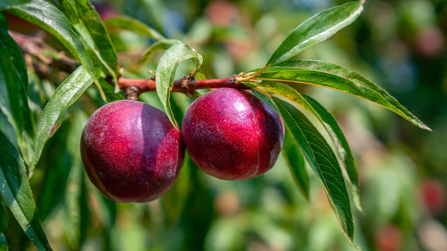 A Comprehensive Guide to Growing Nectarine Trees in Short Summers for Optimal Fruit Production