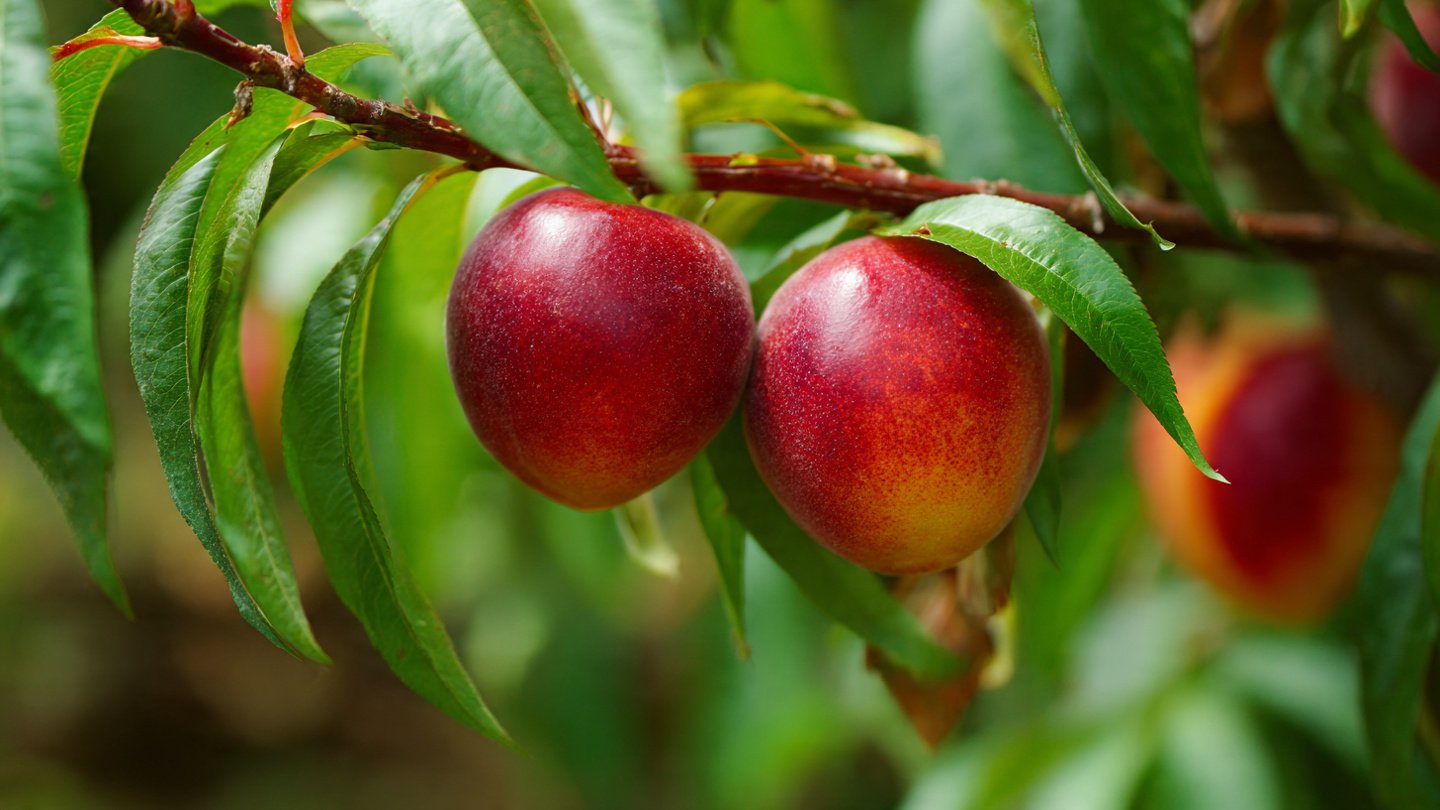 A Comprehensive Guide to Successfully Growing Compact Nectarine Trees in Small Spaces at Home