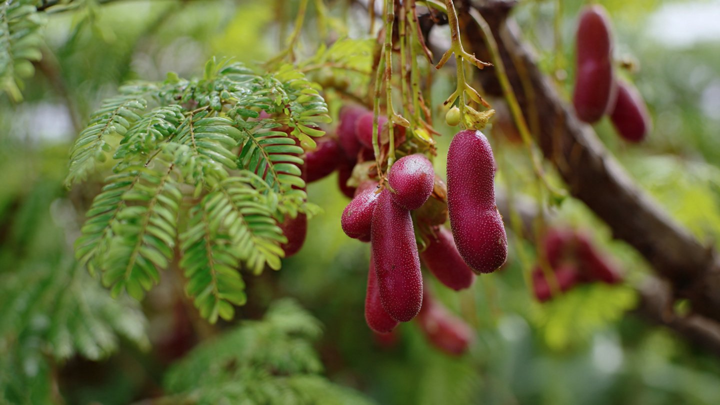A Revolutionary New Idea for Grafting Tamarind: Grow Faster, Stronger Trees With Massive Fruit Yield!