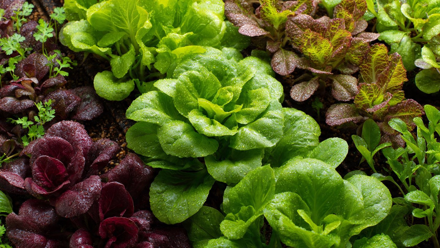 A Step By Step Guide to Growing Lush Salad Mix Greens at Home