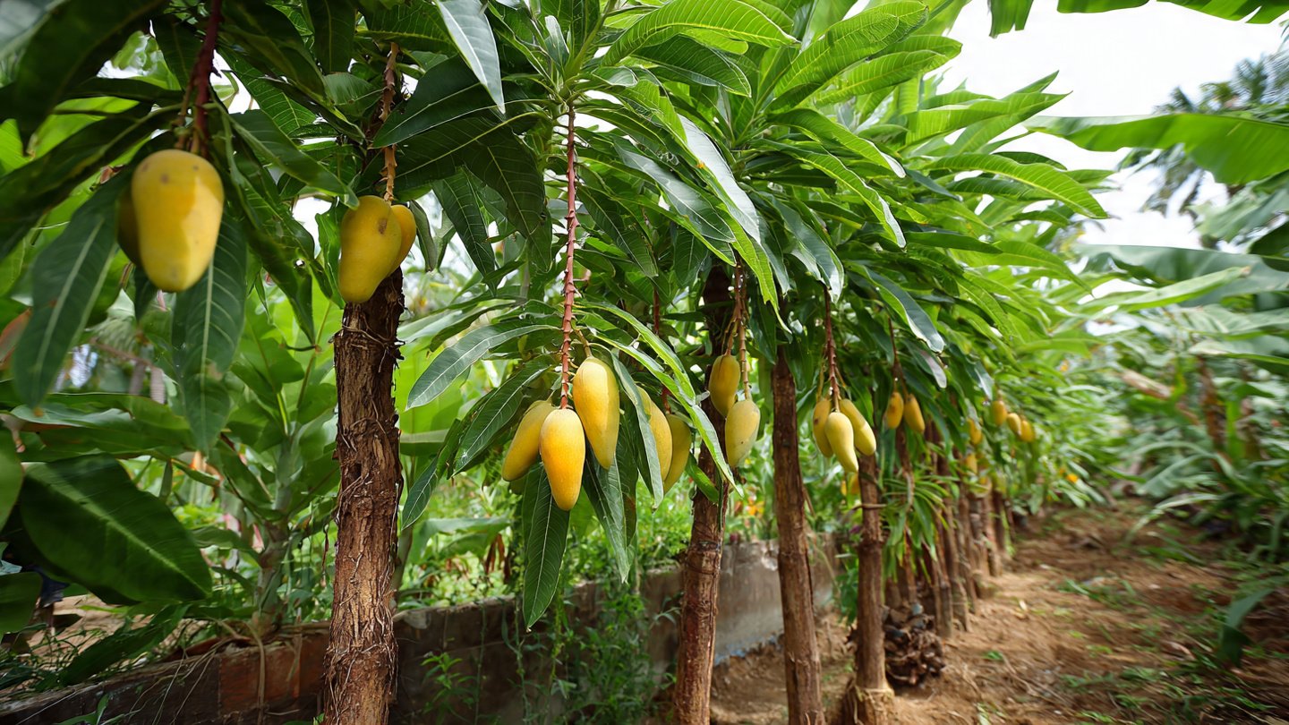 Amazing New Technique: How to Graft Mango Trees Using Bananas for Faster, Stronger Growth!