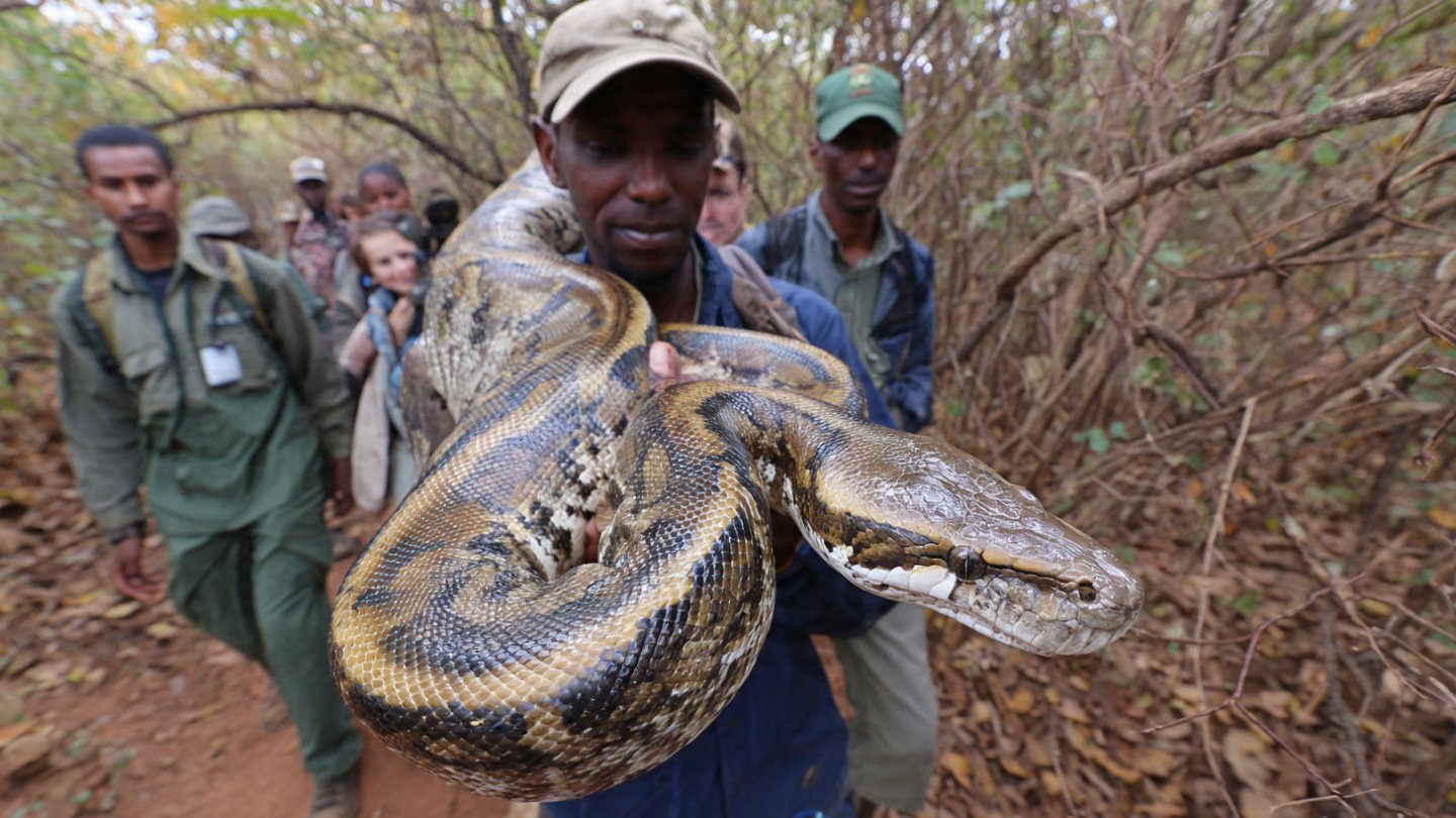 An exceptionally large African python is confirmed by herpetologists during a certified field expedition