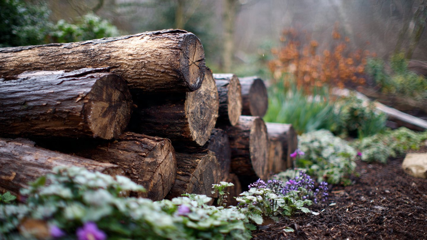 Are You Missing Out on the Benefits of Burying Old Logs in Your Garden Beds This Winter?