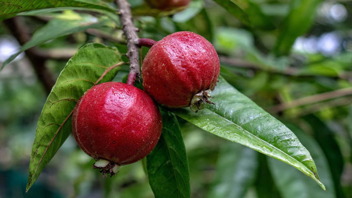 Banana Fusion Grafting: The Surprising Technique to Make Guava Trees Fruit Faster and Heavier!