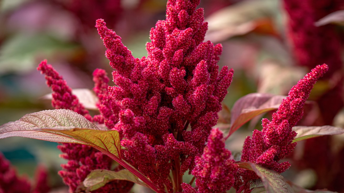Can You Grow Amaranth: A Complete Guide to Cut and Come Techniques