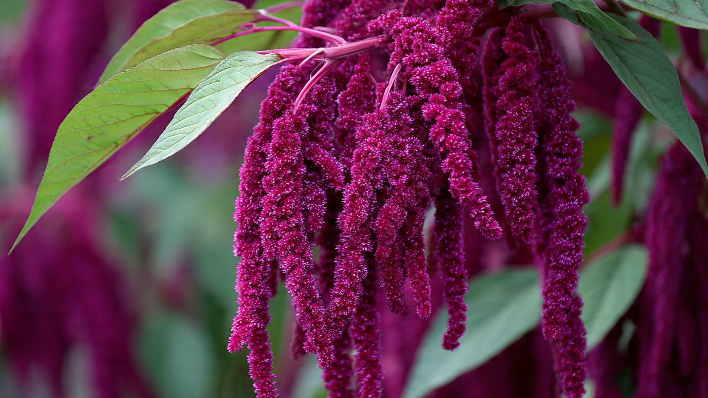 Can You Master the Easy Hack to Grow Amaranthus in Summer?