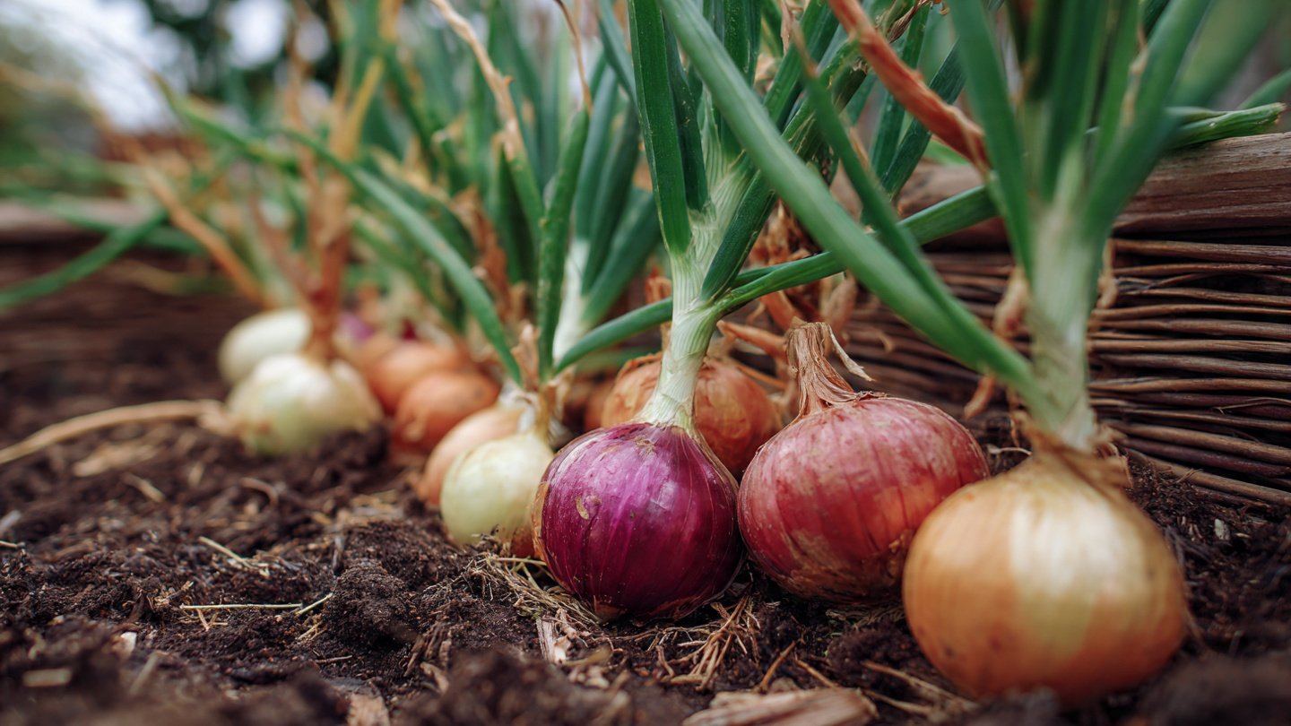 Can You Really Grow A Year’s Worth Of Onions In One Raised Bed?