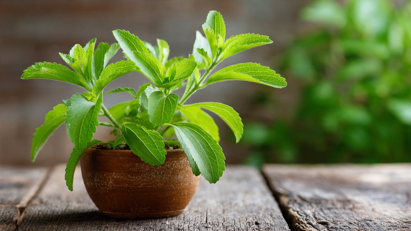 Can You Really Grow Your Own Stevia for a Natural Sugar Substitute?