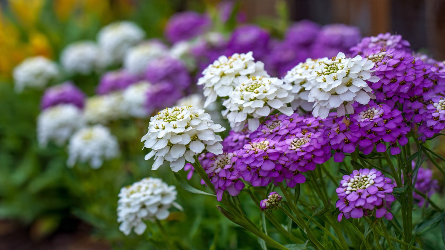 Candytuft (Iberis) Care and Growing Tips: A Complete Guide for Gardeners