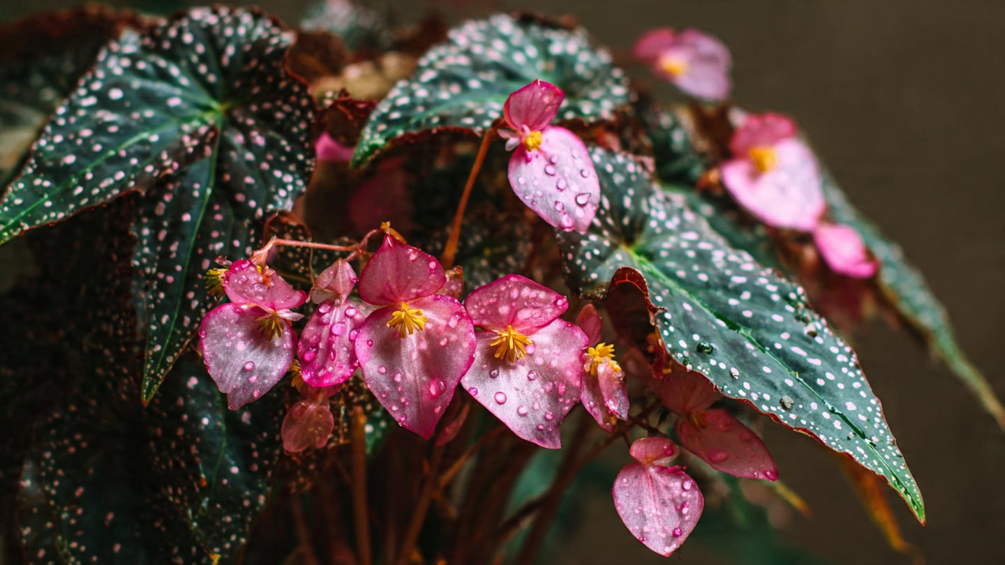 Complete Guide to Growing Beautiful Begonia Maculata Indoors for Beginners