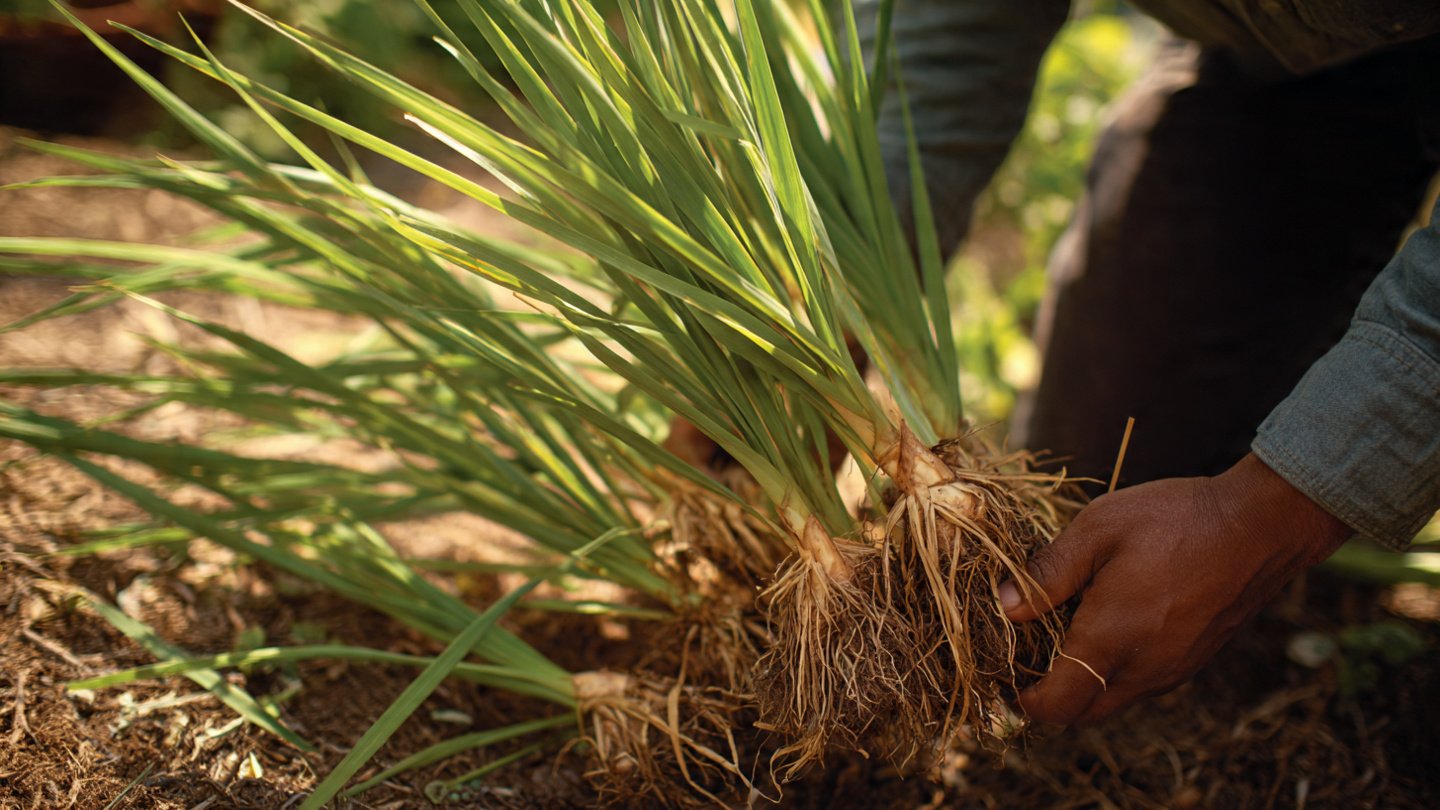 Discovering the Simple Techniques to Multiply Your Lemongrass Clumps Effortlessly