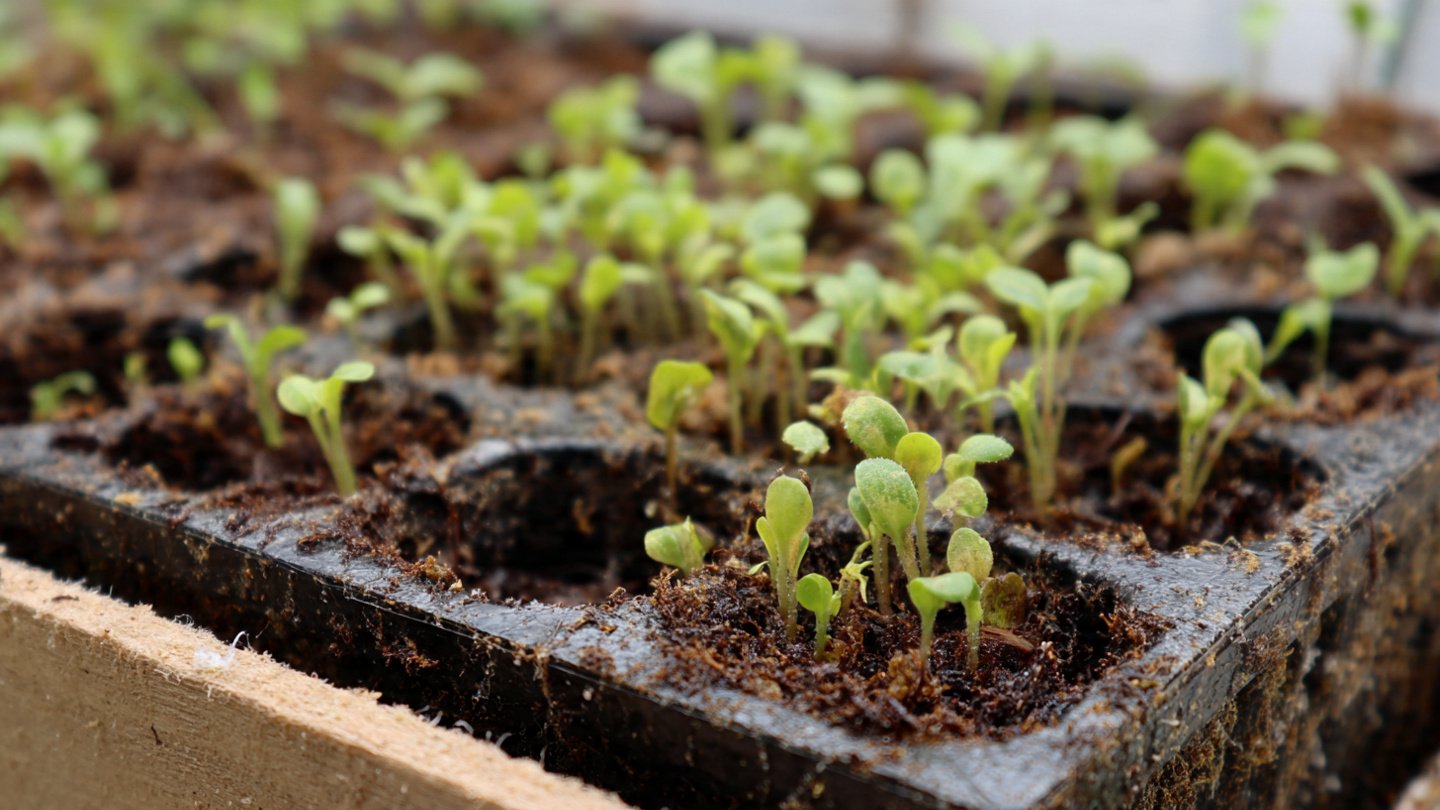 DIY Improvised Seedbed: How to Start Healthy Seedlings at Home with Minimal Tools!