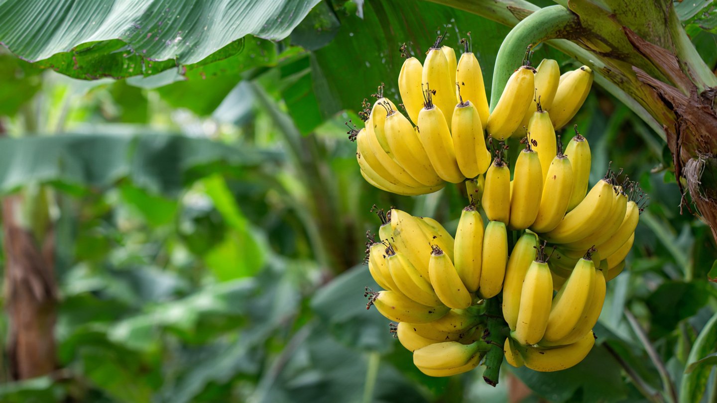 Don’t Throw Away Ripe Bananas: The Powerful Natural Method to Grow Healthy, Fast-Growing Watermelons with Bigger Fruits and Higher Yields at Home