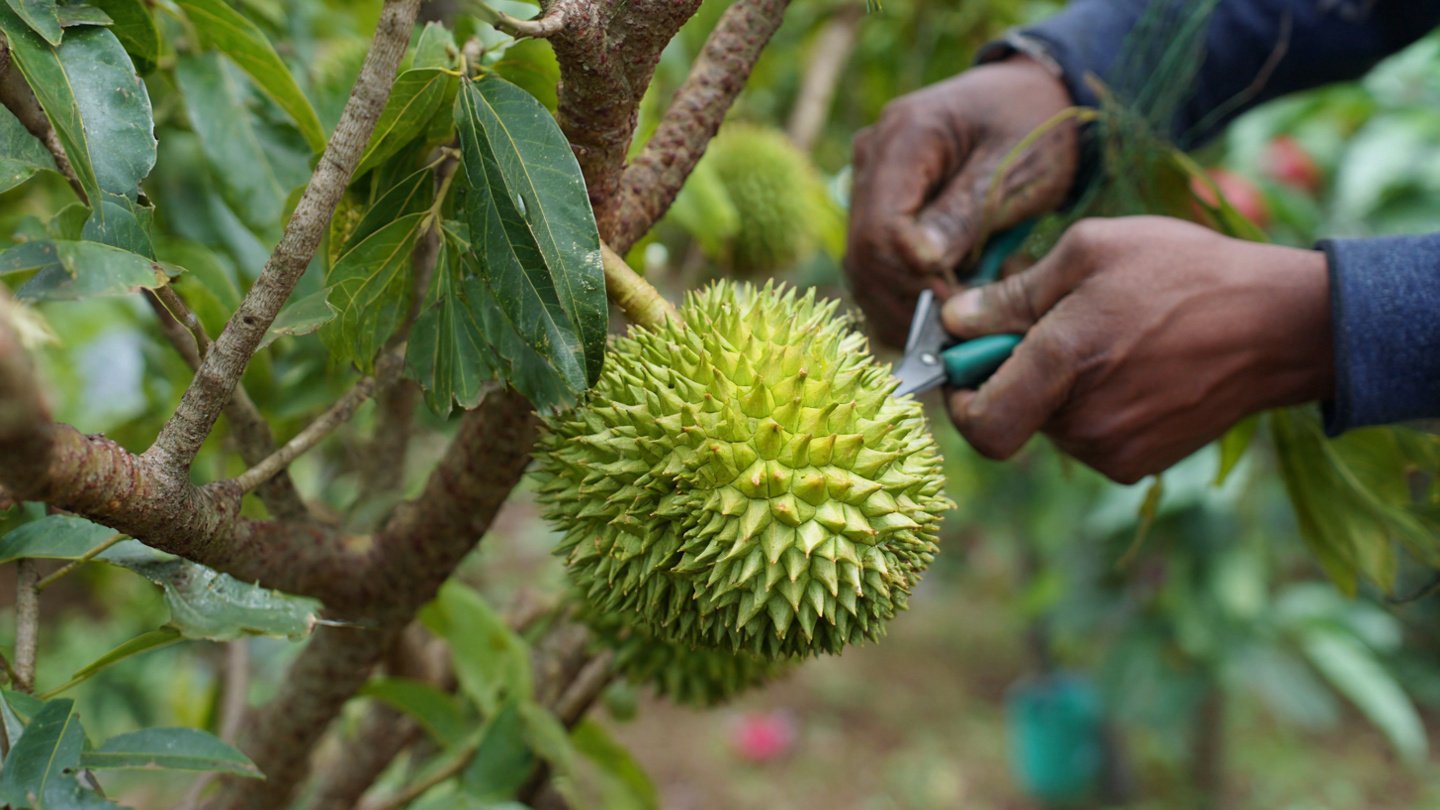 Durian Grafting Method | Fast Cleft Grafting for Strong & Productive Trees