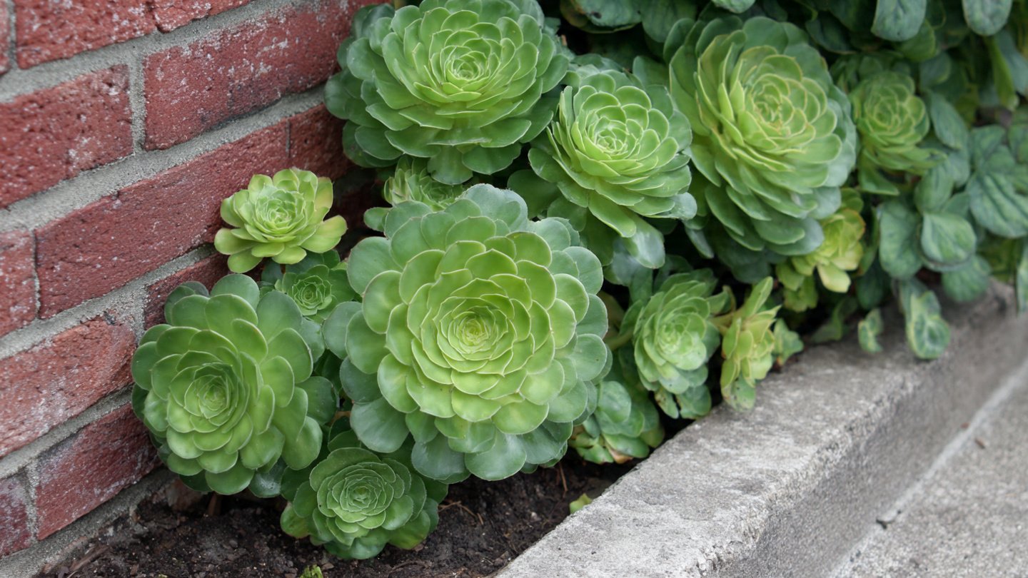 Easy Guide to Cultivating Beautiful Aeonium Rosettes Outdoors with Minimal Effort