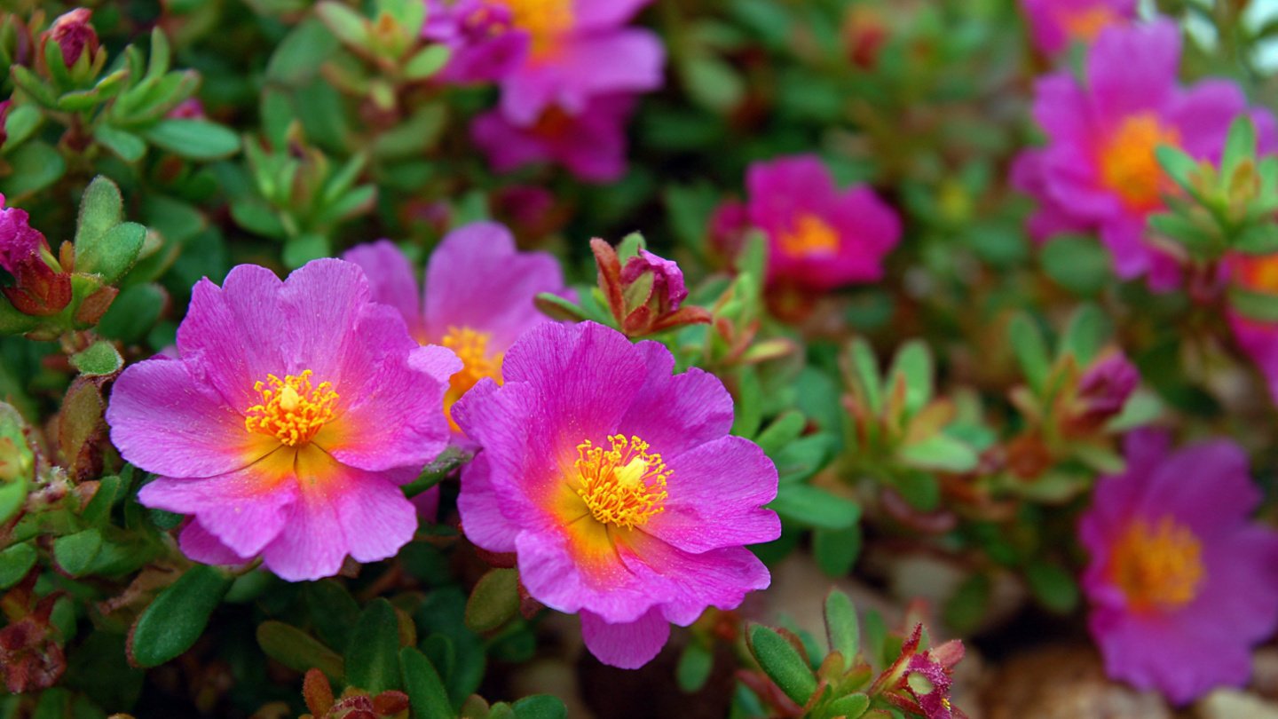 Easy Guide to Growing Vibrant Portulaca for a Colorful Garden