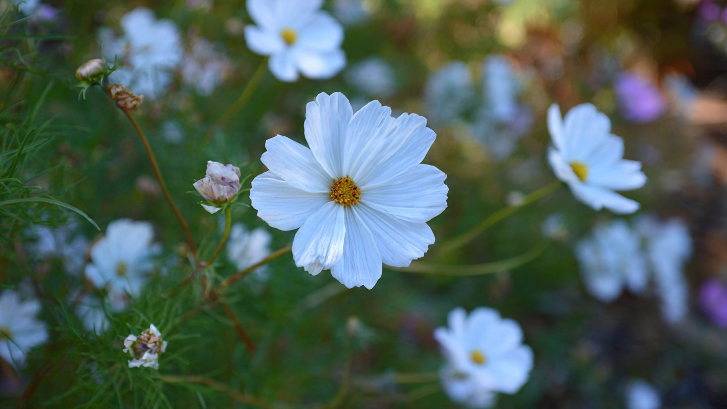 Easy Guide to Rapid Growth of Cosmos Plants Without the Need for Thinning Techniques