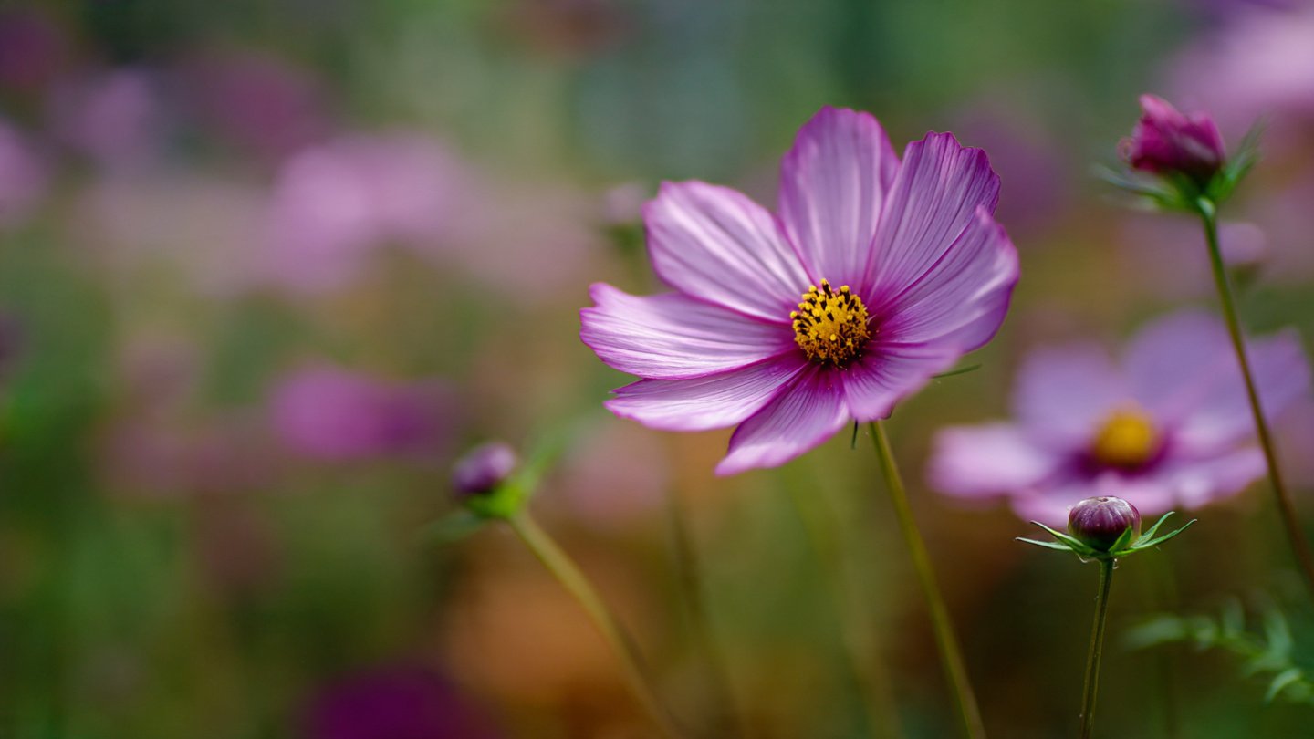 Easy Guide to Rapid Growth of Cosmos Plants Without the Need for Thinning Techniques