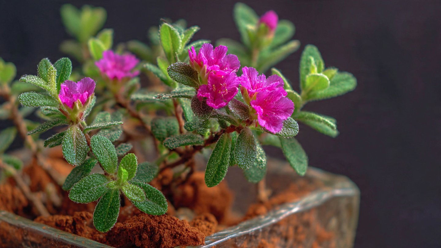 Easy Hack To Grow Sadabahar Bushy Naturally At Home