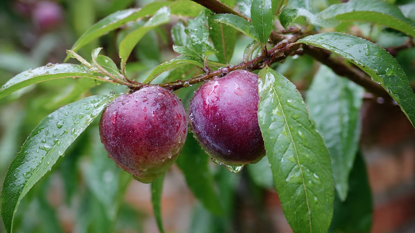 Easy Hack to Successfully Grow Nectarine Trees in Containers for Beginners