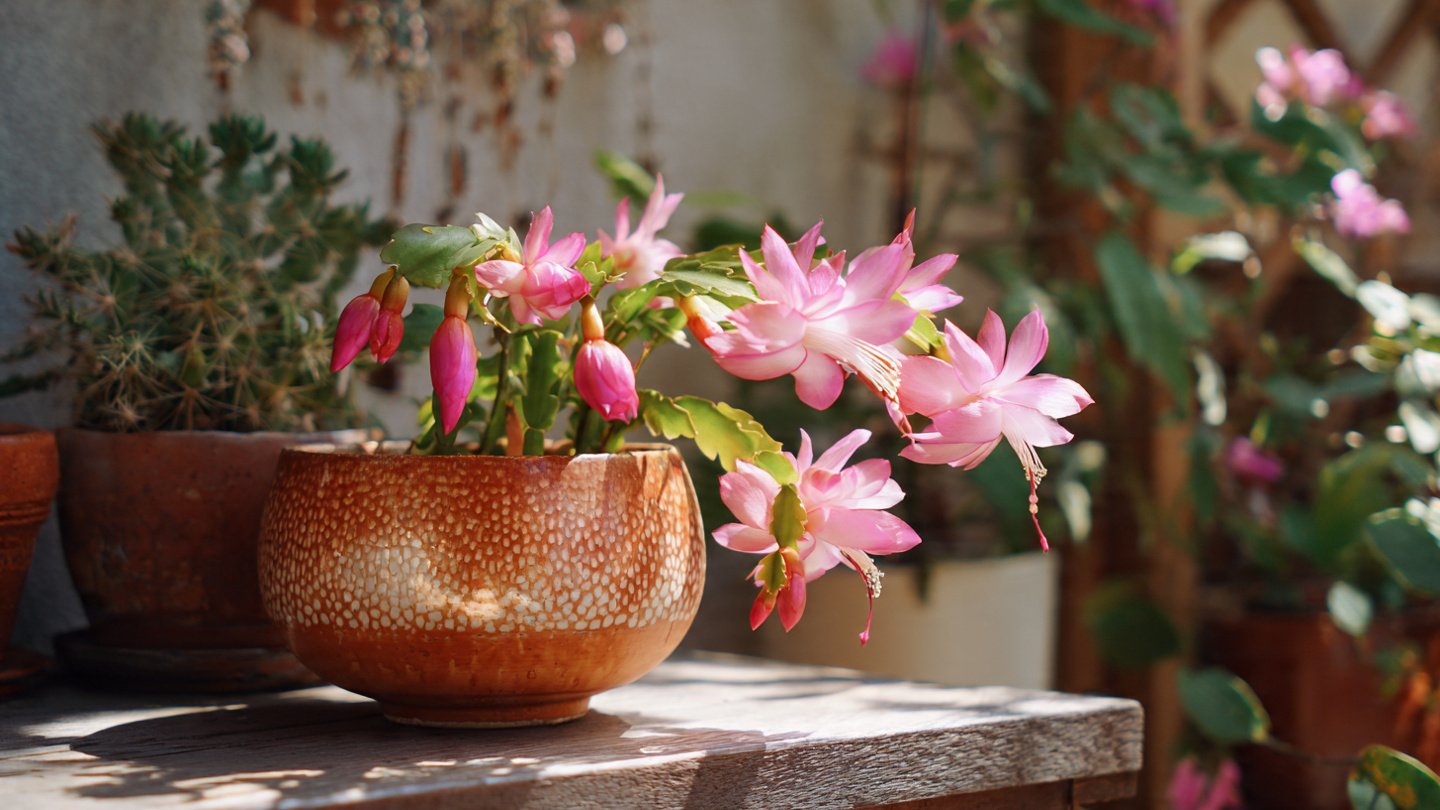 Easy Method to Grow Holiday Cactus Outdoors with Minimal Effort