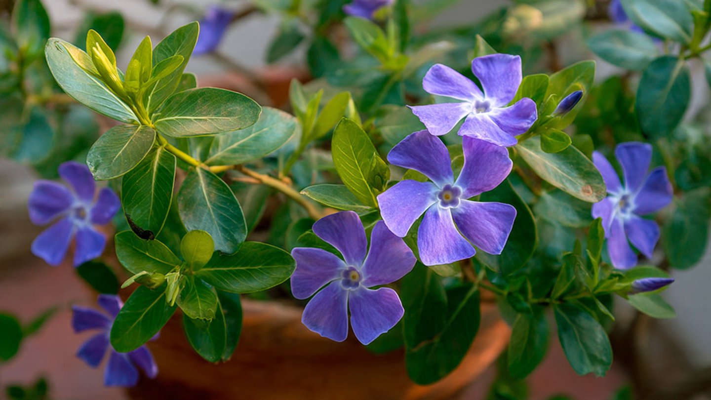 Easy Steps for Growing Periwinkle from Seed Indoors and Outdoors