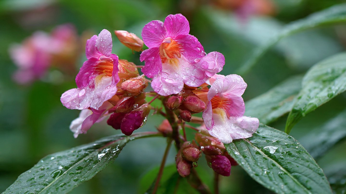 Easy Steps to Successfully Grow Balsam Double Flower at Home