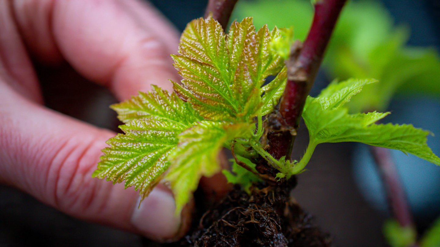 Easy Trick to Multiply Mulberry from Cuttings for Gardeners on a Budget