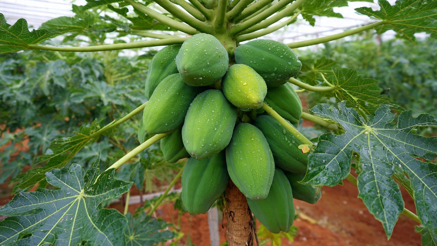 Easy Way to Graft Papaya: Boost Growth, Get Bigger Fruits, and Multiply Your Harvest