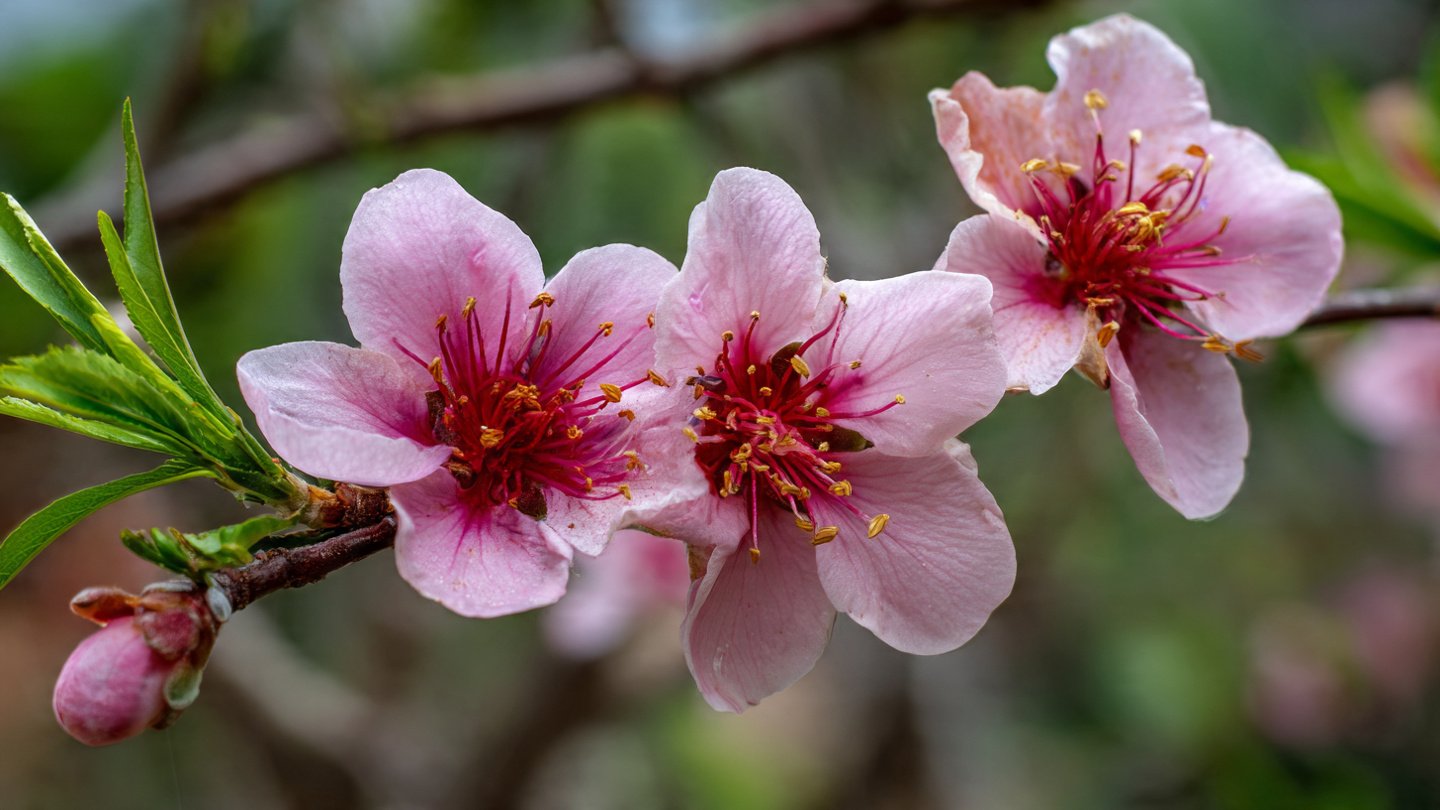 Effective Techniques for Growing Peach Trees in Short Summer Climates