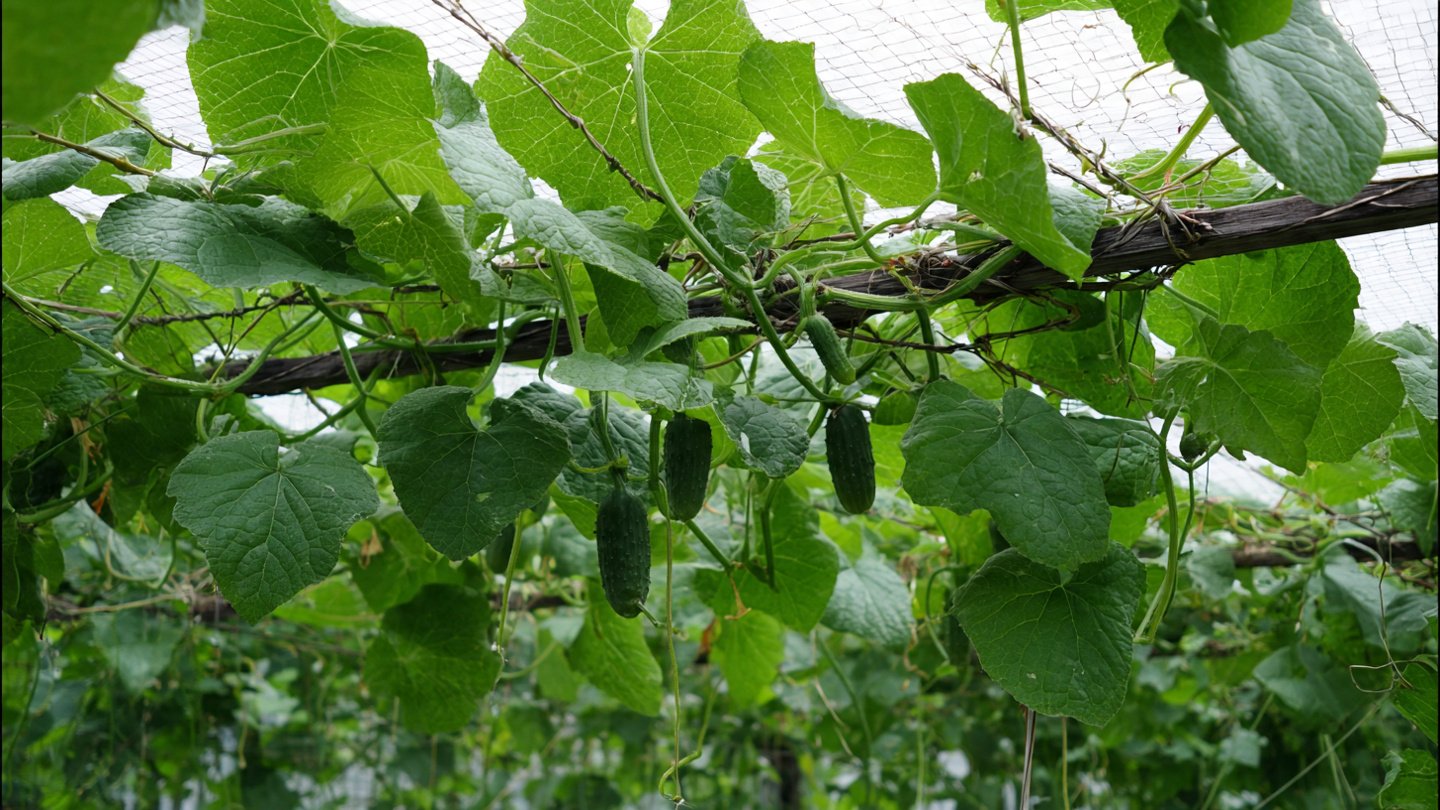 Effective Techniques for Training Cucumber Vines on a Net for Maximum Yield