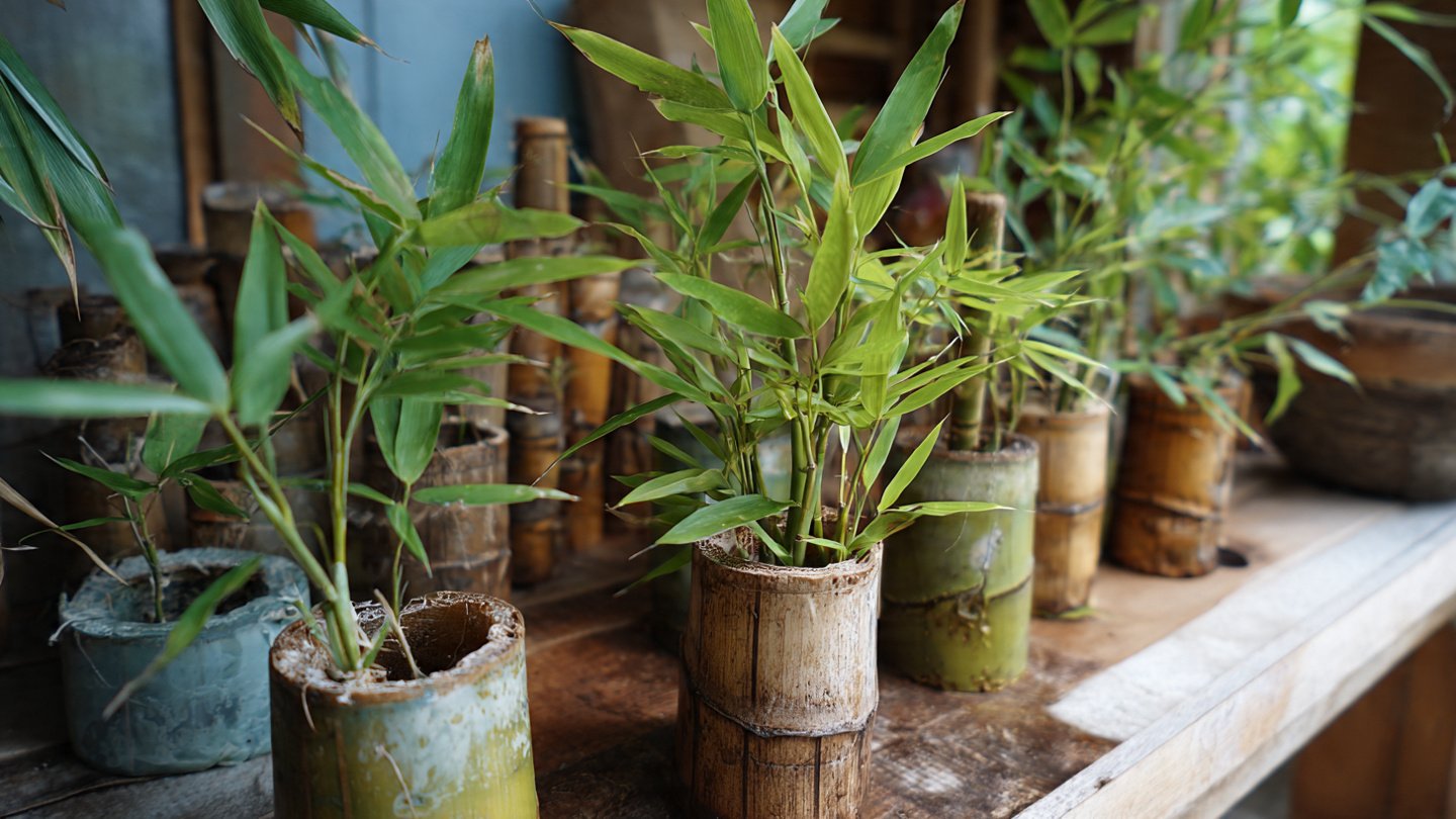 Effortless Bamboo Multiplication: How to Propagate Bamboo Easily Using Plastic Bottles at Home