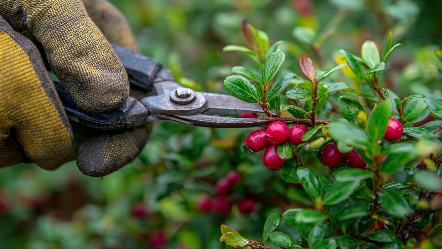 Essential Tips for Pruning Lingonberry Bushes for Optimal Growth