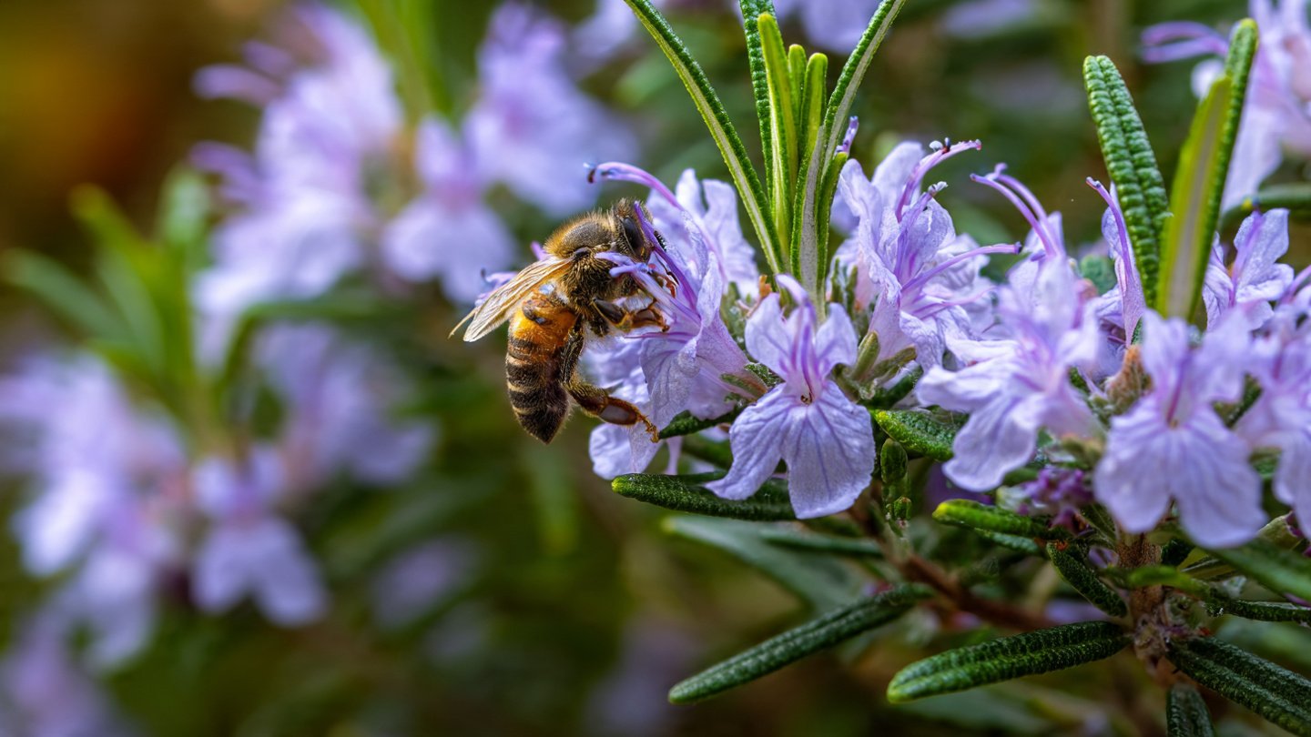 Fill Your Garden With Pollinators By Planting These Herbs Next To Your Rosemary