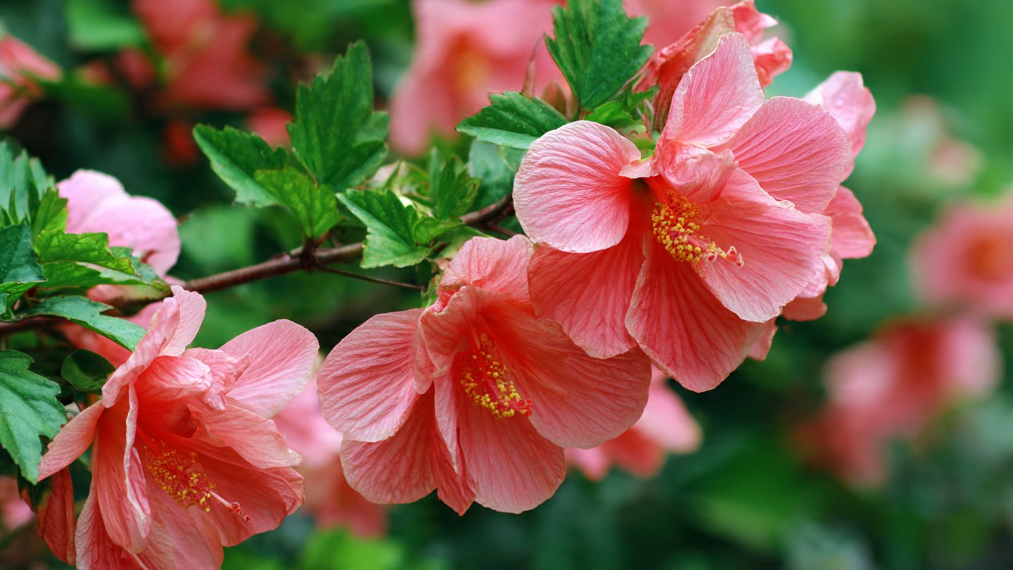 Flowering Plant Care: Reality Checks for Vibrant Blooms