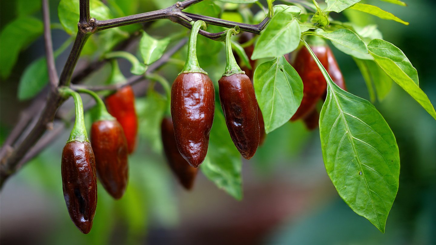From Seed to Spice: The Complete Guide to Growing Peppers at Home