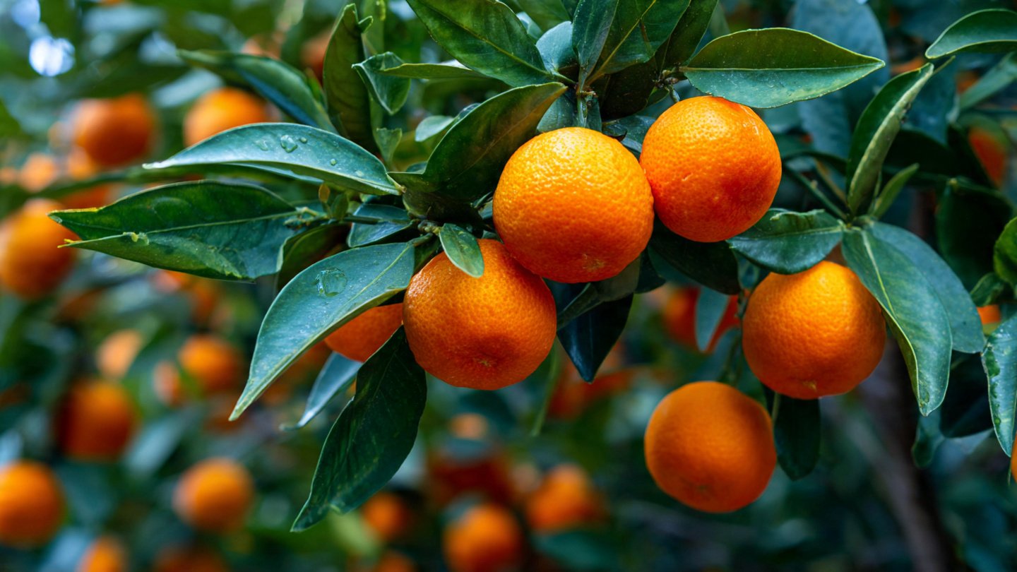 From Snack to Citrus Tree: A Complete Guide to Growing an Orange Tree From a Fresh Orange