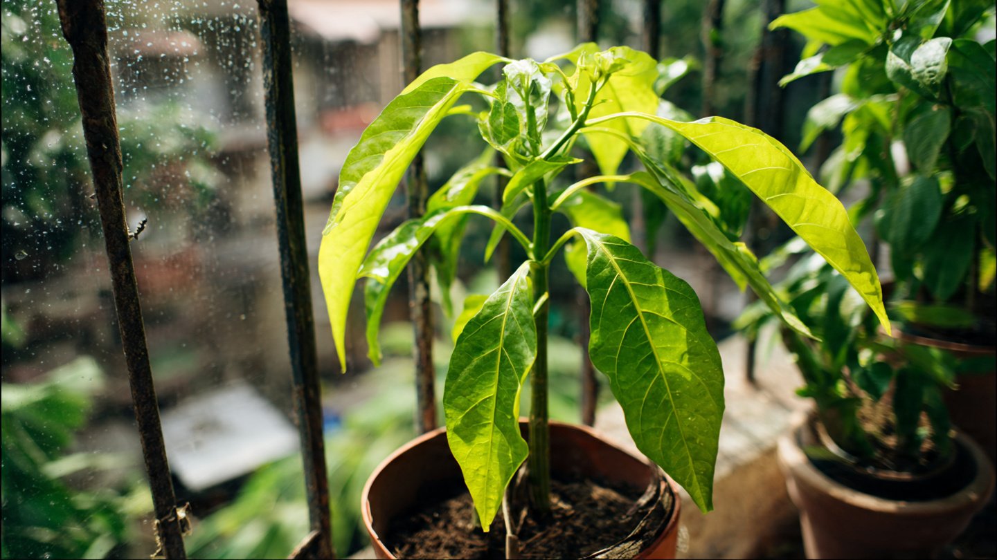Genius Hack! How to Propagate Chili Plants Using a Banana Tree – A Simple Method for Faster Growth