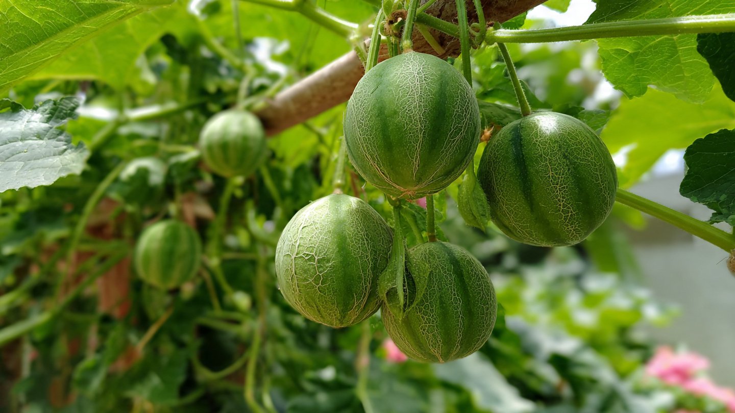 Great Tips Growing Melons in Summer – Easy as Pie to Harvest Sweet, Juicy Fruits