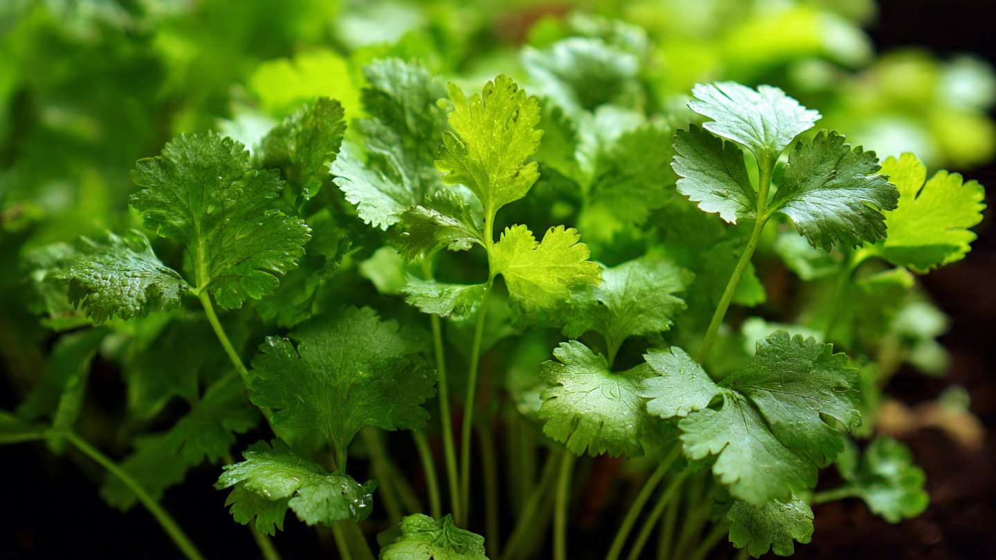 Grow Coriander Super Fast at Home: The Ultimate Kitchen Gardening Guide for Fresh, Flavorful Harvests!
