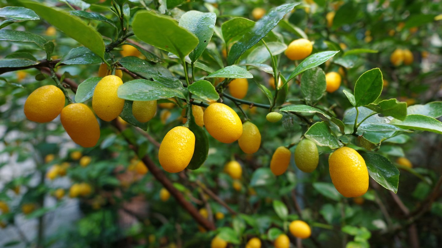 Grow Endless Kumquat & Lemon Trees at Home: The Simple Branch Propagation Method Anyone Can Do