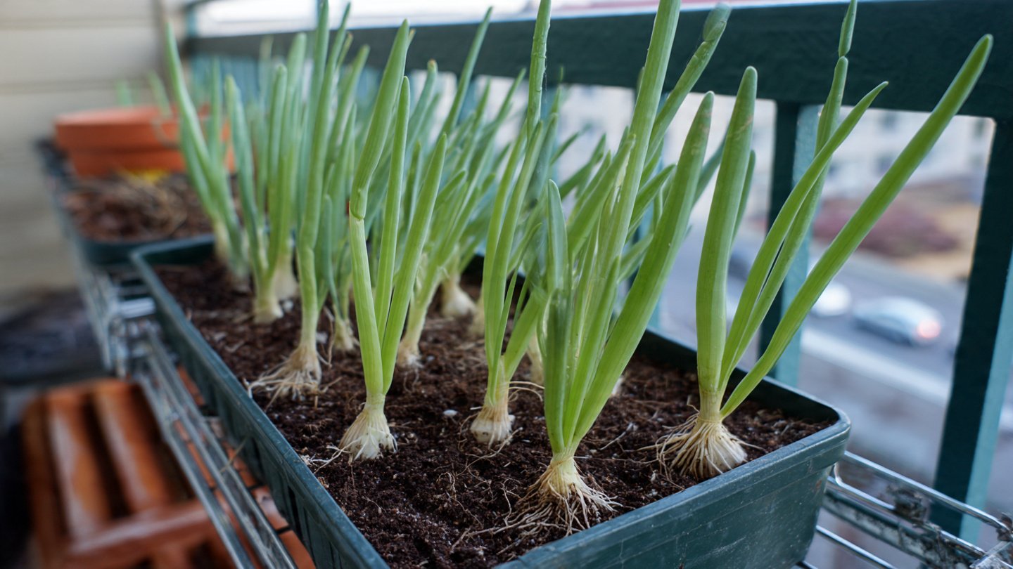 Grow Green Onions on Your Balcony All Year – Easy Container Method for Unlimited Harvests