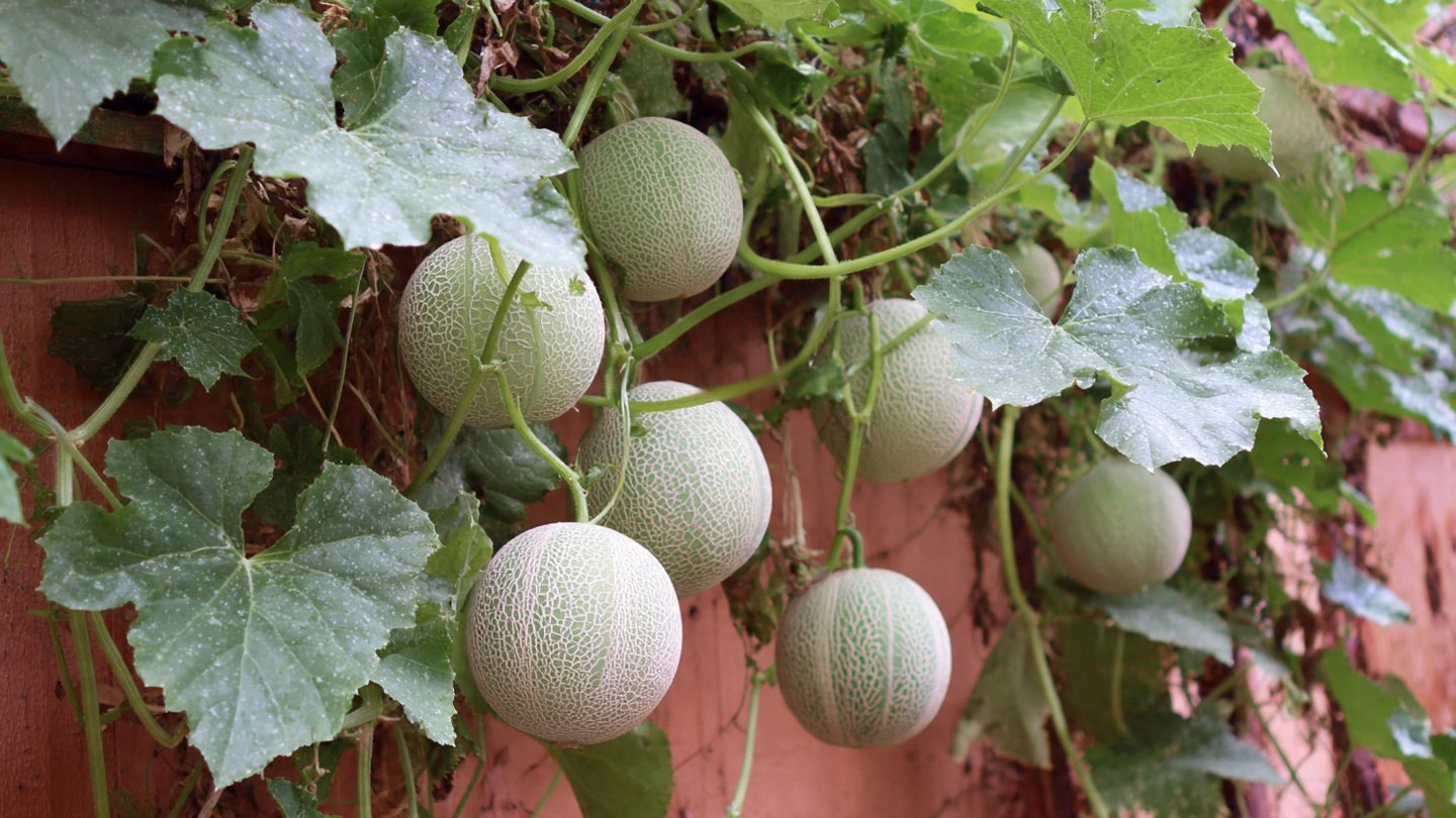 Grow Melons Beside Your House | Easy Method for Home Gardeners
